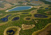 Pantanais do pantanal