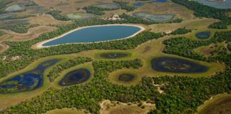 Pantanais do pantanal