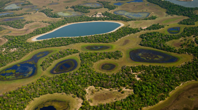 Pantanais do pantanal