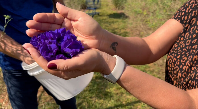 Turismo de experiência na plantação da Flor da Fada Azul