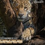 18402078052018089_caminhos67
