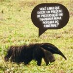 17988633569616636_caminhos67
