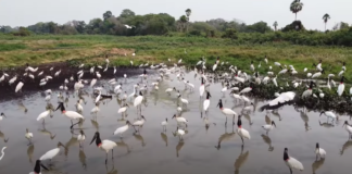 Visitamos Pousada Aguapé no Pantanal de Aquidauana