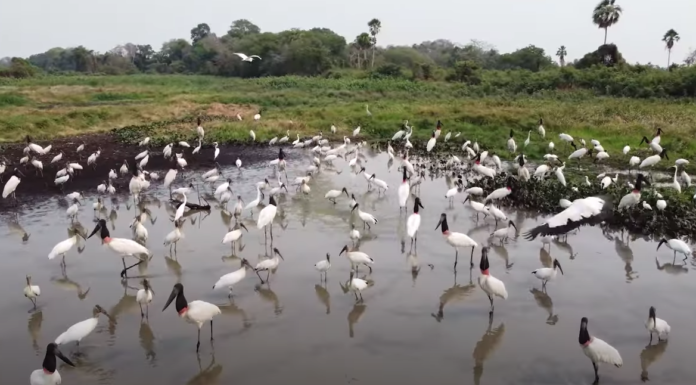 Visitamos Pousada Aguapé no Pantanal de Aquidauana