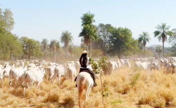 Turismo rural une lida de gado e fazenda de jacarés
