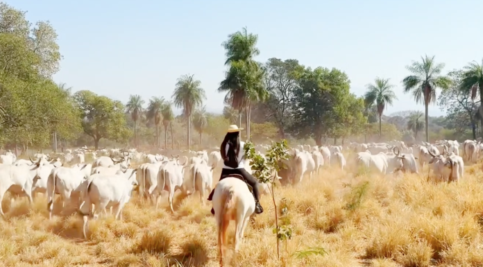 Turismo rural une lida de gado e fazenda de jacarés