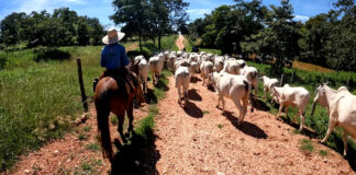 Verdadeira experiência pantaneira