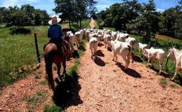 Verdadeira experiência pantaneira