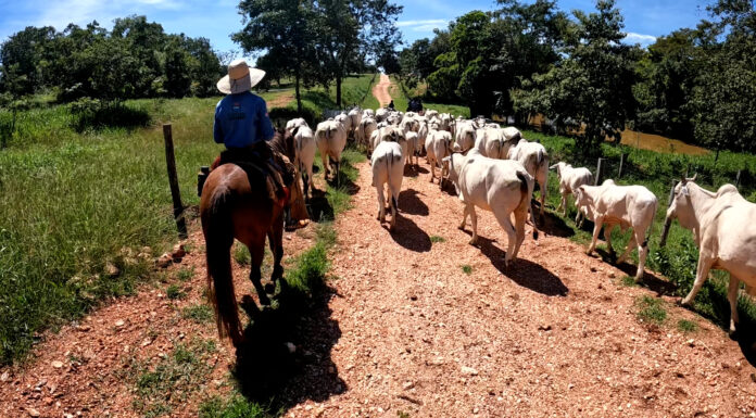Verdadeira experiência pantaneira