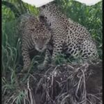 18081931297504853_caminhos67