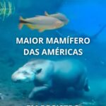 17890143006158972_caminhos67