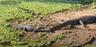 Quanto custa um dia no Pantanal?