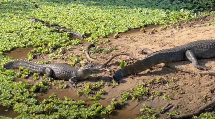 Quanto custa um dia no Pantanal?