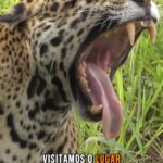 18405903463118771_caminhos67